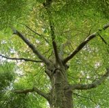 getphpbbimage.php?id=247169