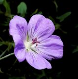 getphpbbimage.php?id=247180