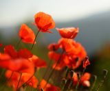 getphpbbimage.php?id=247192