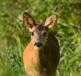 getphpbbimage.php?id=247201