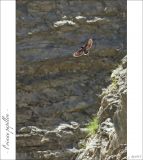 getphpbbimage.php?id=247222