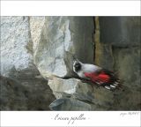 getphpbbimage.php?id=247223