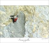 getphpbbimage.php?id=247224