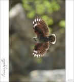 getphpbbimage.php?id=247291