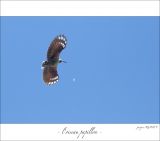 getphpbbimage.php?id=247292