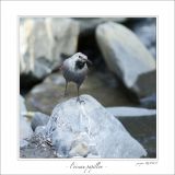 getphpbbimage.php?id=247293