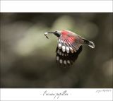 getphpbbimage.php?id=247294