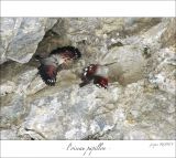 getphpbbimage.php?id=247295