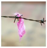 getphpbbimage.php?id=247357