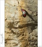 getphpbbimage.php?id=247392