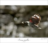 getphpbbimage.php?id=247393