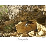 getphpbbimage.php?id=247394