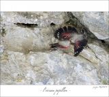 getphpbbimage.php?id=247395