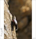 getphpbbimage.php?id=247396