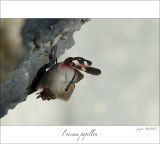 getphpbbimage.php?id=247484