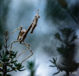 getphpbbimage.php?id=247485