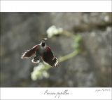 getphpbbimage.php?id=247486