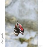 getphpbbimage.php?id=247487