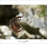 getphpbbimage.php?id=247488