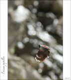 getphpbbimage.php?id=247489