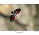 getphpbbimage.php?id=247558