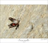 getphpbbimage.php?id=247559