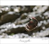 getphpbbimage.php?id=247560