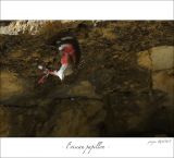 getphpbbimage.php?id=247561