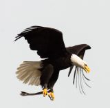 getphpbbimage.php?id=247652