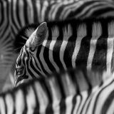 getphpbbimage.php?id=247684