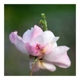 getphpbbimage.php?id=247795