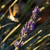 getphpbbimage.php?id=247913