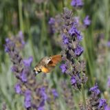 getphpbbimage.php?id=247915