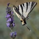 getphpbbimage.php?id=247928