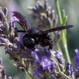 getphpbbimage.php?id=248111