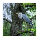 getphpbbimage.php?id=248534