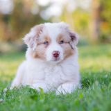 getphpbbimage.php?id=248682