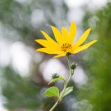 getphpbbimage.php?id=248813