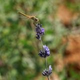 getphpbbimage.php?id=249040