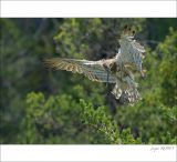 getphpbbimage.php?id=249053