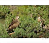 getphpbbimage.php?id=249054