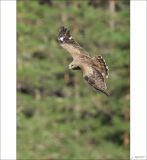 getphpbbimage.php?id=249056