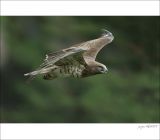 getphpbbimage.php?id=249057