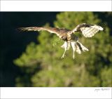 getphpbbimage.php?id=249115