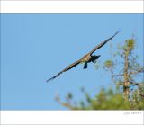 getphpbbimage.php?id=249116