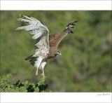 getphpbbimage.php?id=249117