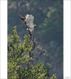 getphpbbimage.php?id=249118