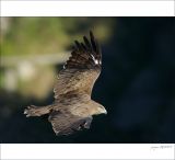 getphpbbimage.php?id=249119