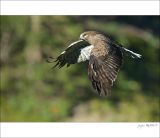 getphpbbimage.php?id=249308