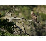 getphpbbimage.php?id=249309